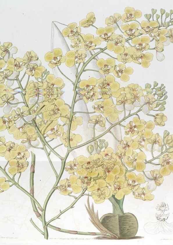 Reproducción/Reproduction 49823005307: Edwards's botanical register.. London :James Ridgway,1829-1847.. 