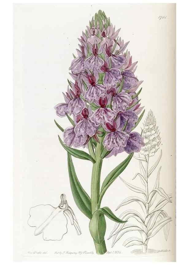 Reproducción/Reproduction 49822154268: Edwards's botanical register.. London :James Ridgway,1829-1847.. 