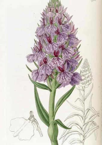Reproducción/Reproduction 49822154268: Edwards's botanical register.. London :James Ridgway,1829-1847.. 