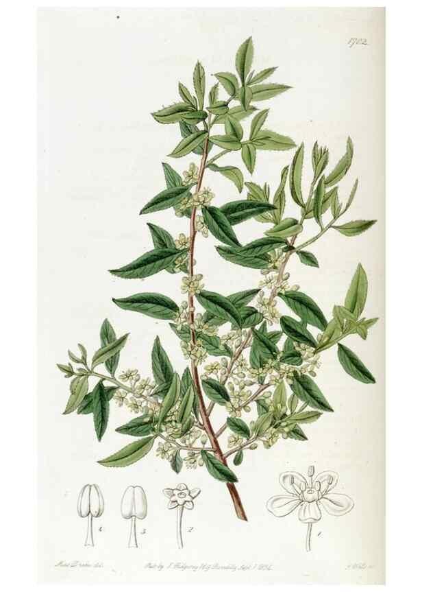 Reproducción/Reproduction 49822154658: Edwards's botanical register.. London :James Ridgway,1829-1847.. 