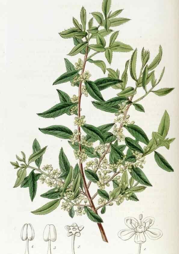 Reproducción/Reproduction 49822154658: Edwards's botanical register.. London :James Ridgway,1829-1847.. 