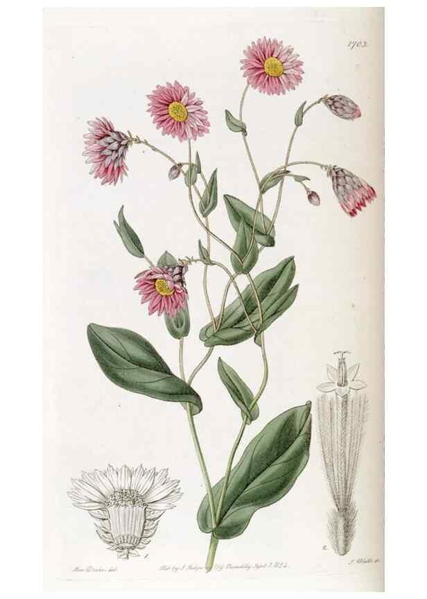 Reproducción/Reproduction 49823007057: Edwards's botanical register.. London :James Ridgway,1829-1847.. 