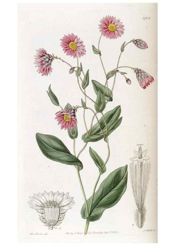 Reproducción/Reproduction 49823007057: Edwards's botanical register.. London :James Ridgway,1829-1847.. 