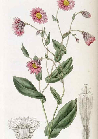 Reproducción/Reproduction 49823007057: Edwards's botanical register.. London :James Ridgway,1829-1847.. 
