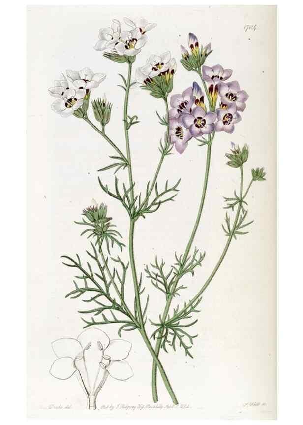 Reproducción/Reproduction 49822691526: Edwards's botanical register.. London :James Ridgway,1829-1847.. 