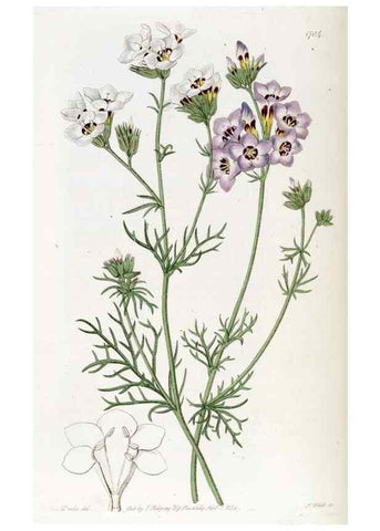 Reproducción/Reproduction 49822691526: Edwards's botanical register.. London :James Ridgway,1829-1847.. 