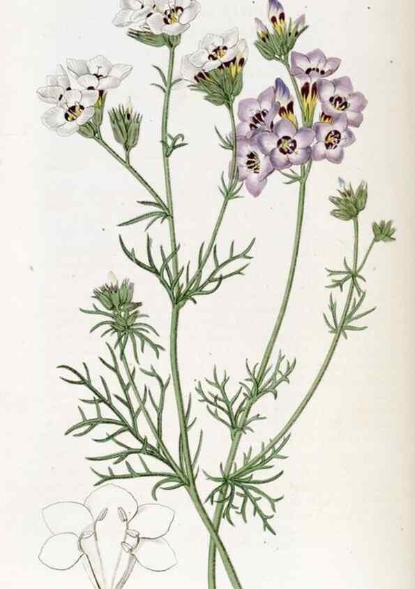 Reproducción/Reproduction 49822691526: Edwards's botanical register.. London :James Ridgway,1829-1847.. 