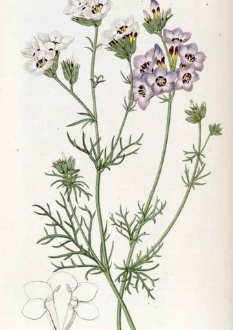 Reproducción/Reproduction 49822691526: Edwards's botanical register.. London :James Ridgway,1829-1847.. 
