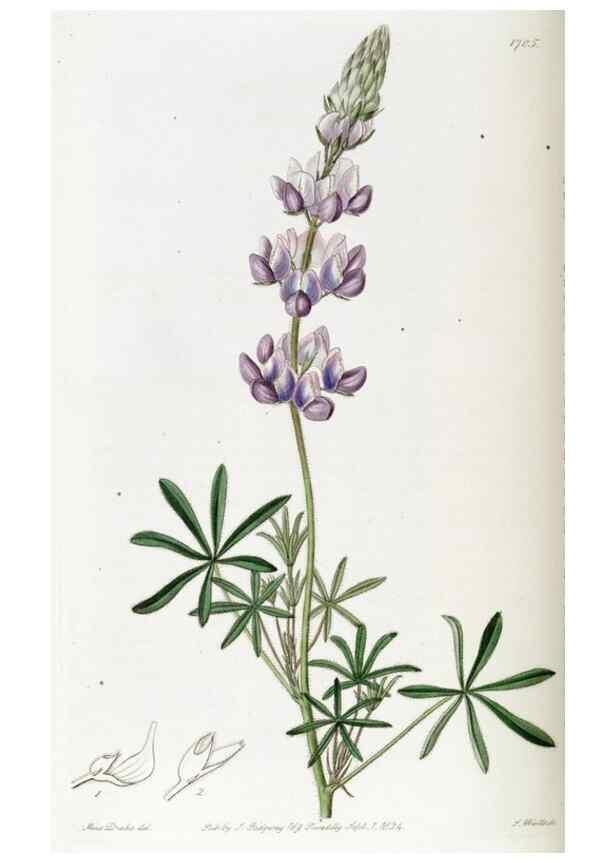 Reproducción/Reproduction 49823007722: Edwards's botanical register.. London :James Ridgway,1829-1847.. 