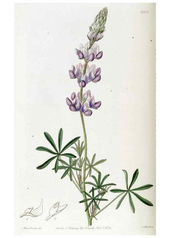 Reproducción/Reproduction 49823007722: Edwards's botanical register.. London :James Ridgway,1829-1847.. 