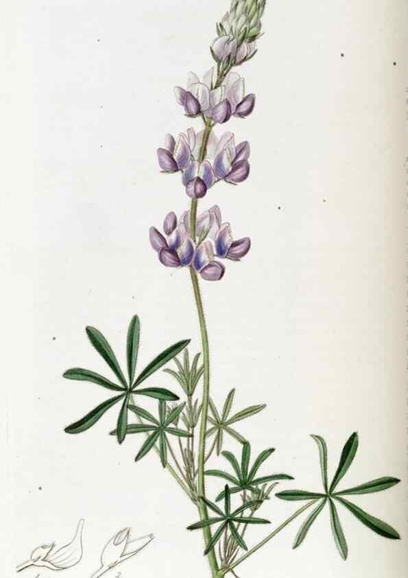 Reproducción/Reproduction 49823007722: Edwards's botanical register.. London :James Ridgway,1829-1847.. 