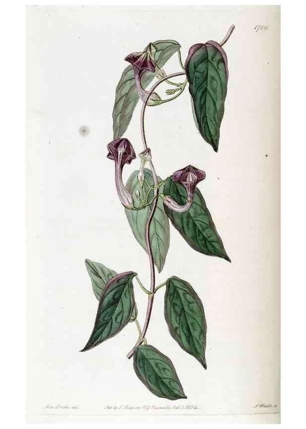 Reproducción/Reproduction 49823007967: Edwards's botanical register.. London :James Ridgway,1829-1847.. 