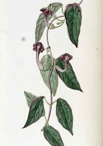 Reproducción/Reproduction 49823007967: Edwards's botanical register.. London :James Ridgway,1829-1847.. 