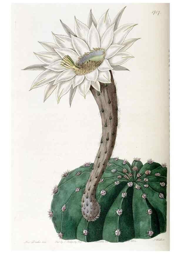 Reproducción/Reproduction 49822692356: Edwards's botanical register.. London :James Ridgway,1829-1847.. 