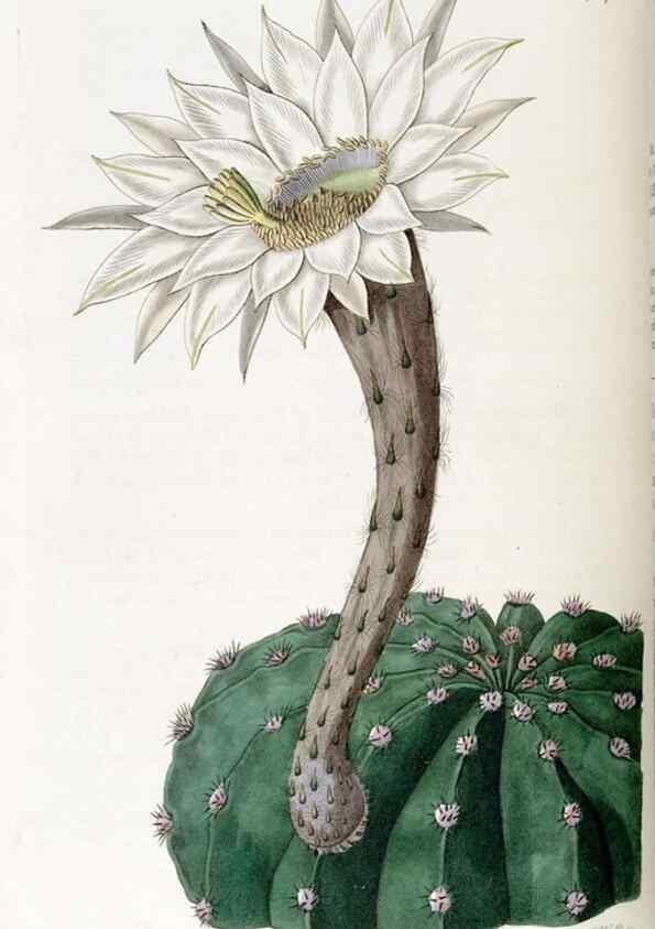 Reproducción/Reproduction 49822692356: Edwards's botanical register.. London :James Ridgway,1829-1847.. 