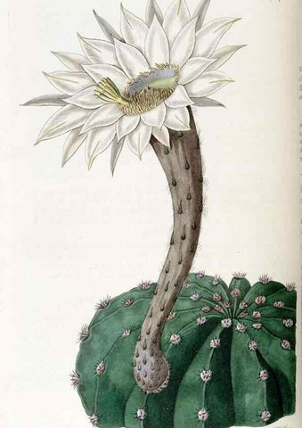 Reproducción/Reproduction 49822692356: Edwards's botanical register.. London :James Ridgway,1829-1847.. 