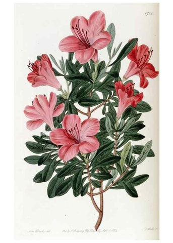 Reproducción/Reproduction 49823005807: Edwards's botanical register.. London :James Ridgway,1829-1847.. 
