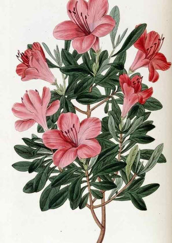Reproducción/Reproduction 49823005807: Edwards's botanical register.. London :James Ridgway,1829-1847.. 