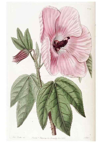Reproducción/Reproduction 49822949406: Edwards's botanical register.. London :James Ridgway,1829-1847.. 