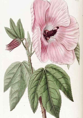 Reproducción/Reproduction 49822949406: Edwards's botanical register.. London :James Ridgway,1829-1847.. 