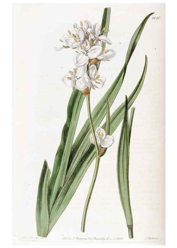 Reproducción/Reproduction 49823267377: Edwards's botanical register.. London :James Ridgway,1829-1847.. 