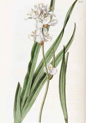 Reproducción/Reproduction 49823267377: Edwards's botanical register.. London :James Ridgway,1829-1847.. 