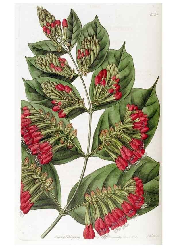 Reproducción/Reproduction 49823267977: Edwards's botanical register.. London :James Ridgway,1829-1847.. 
