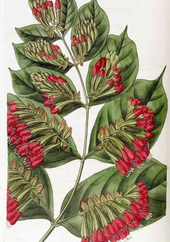 Reproducción/Reproduction 49823267977: Edwards's botanical register.. London :James Ridgway,1829-1847.. 