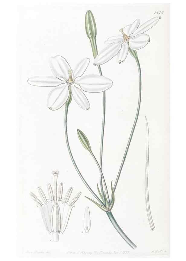 Reproducción/Reproduction 49824688438: Edwards's botanical register.. London :James Ridgway,1829-1847.. 