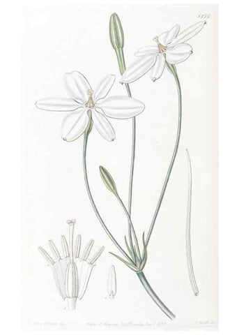 Reproducción/Reproduction 49824688438: Edwards's botanical register.. London :James Ridgway,1829-1847.. 