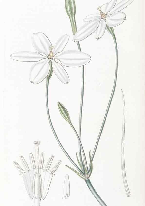 Reproducción/Reproduction 49824688438: Edwards's botanical register.. London :James Ridgway,1829-1847.. 