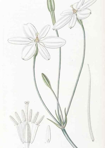 Reproducción/Reproduction 49824688438: Edwards's botanical register.. London :James Ridgway,1829-1847.. 