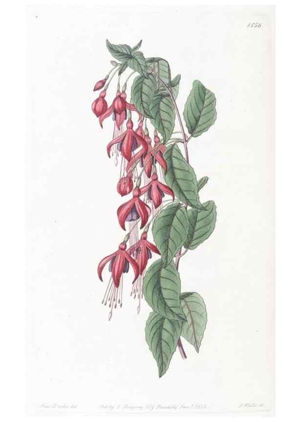 Reproducción/Reproduction 49825220856: Edwards's botanical register.. London :James Ridgway,1829-1847.. 