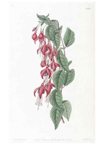 Reproducción/Reproduction 49825220856: Edwards's botanical register.. London :James Ridgway,1829-1847.. 