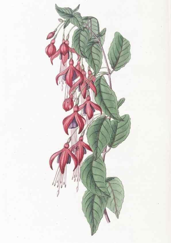 Reproducción/Reproduction 49825220856: Edwards's botanical register.. London :James Ridgway,1829-1847.. 