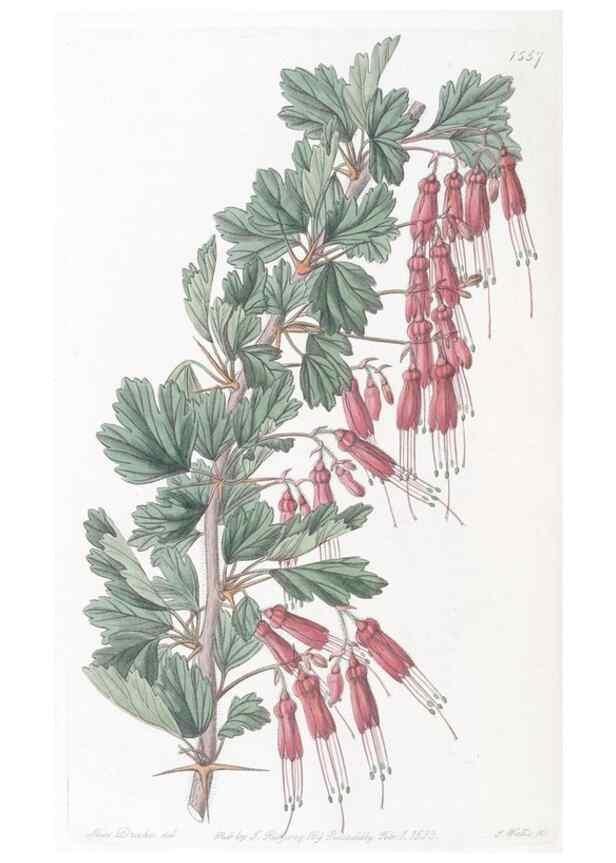 Reproducción/Reproduction 49825221046: Edwards's botanical register.. London :James Ridgway,1829-1847.. 