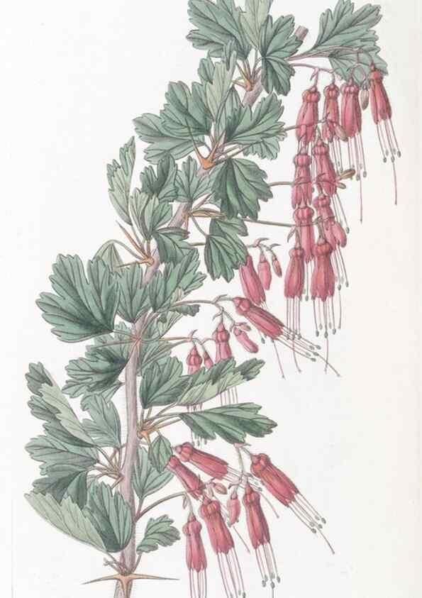 Reproducción/Reproduction 49825221046: Edwards's botanical register.. London :James Ridgway,1829-1847.. 