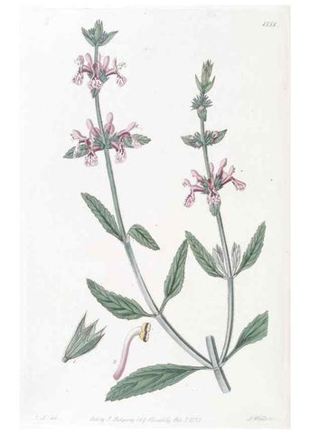 Reproducción/Reproduction 49825542192: Edwards's botanical register.. London :James Ridgway,1829-1847.. 
