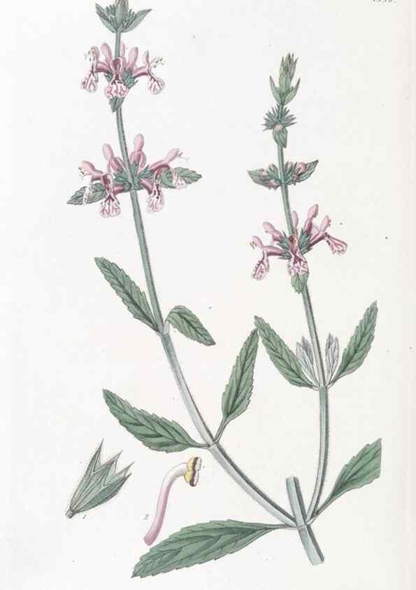 Reproducción/Reproduction 49825542192: Edwards's botanical register.. London :James Ridgway,1829-1847.. 