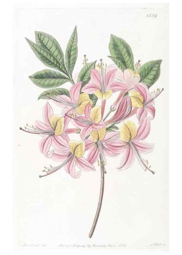 Reproducción/Reproduction 49825221531: Edwards's botanical register.. London :James Ridgway,1829-1847.. 