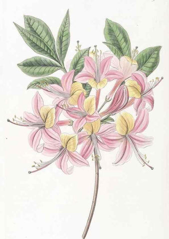 Reproducción/Reproduction 49825221531: Edwards's botanical register.. London :James Ridgway,1829-1847.. 