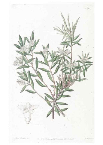 Reproducción/Reproduction 49825542672: Edwards's botanical register.. London :James Ridgway,1829-1847.. 
