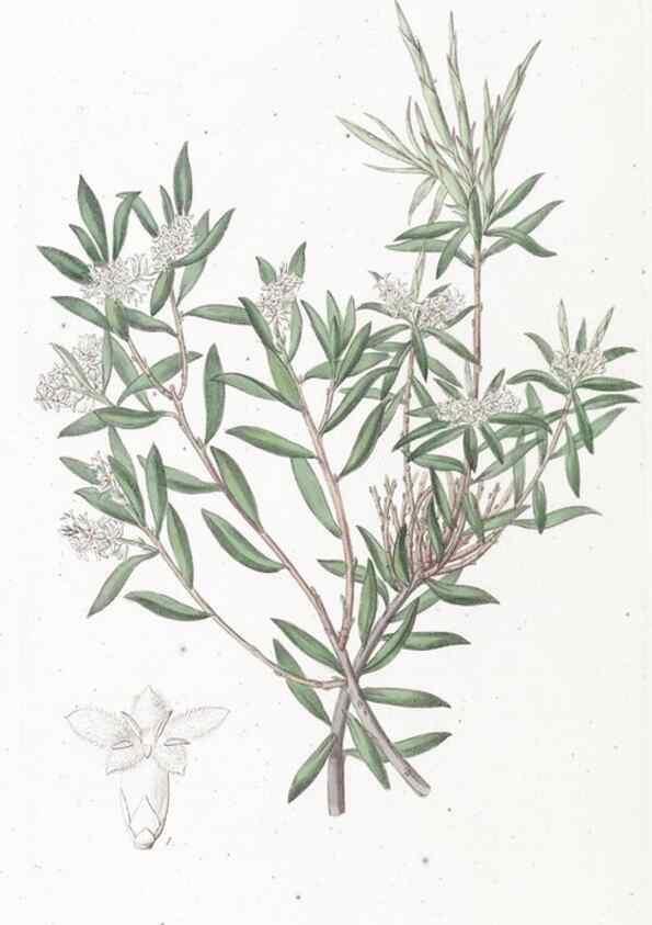 Reproducción/Reproduction 49825542672: Edwards's botanical register.. London :James Ridgway,1829-1847.. 