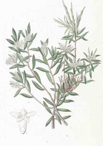 Reproducción/Reproduction 49825542672: Edwards's botanical register.. London :James Ridgway,1829-1847.. 