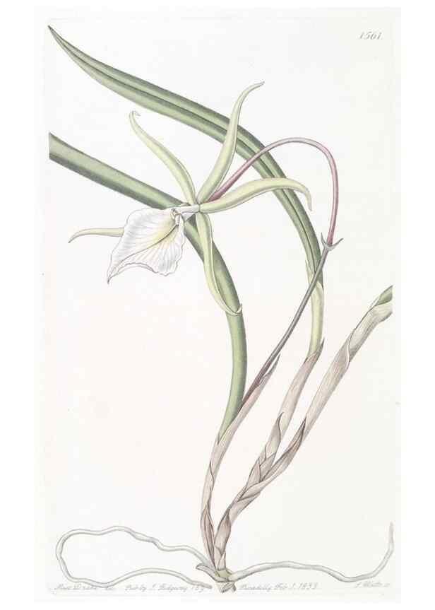 Reproducción/Reproduction 49824689598: Edwards's botanical register.. London :James Ridgway,1829-1847.. 
