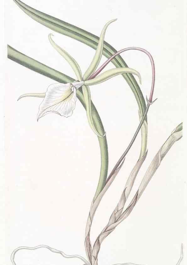Reproducción/Reproduction 49824689598: Edwards's botanical register.. London :James Ridgway,1829-1847.. 
