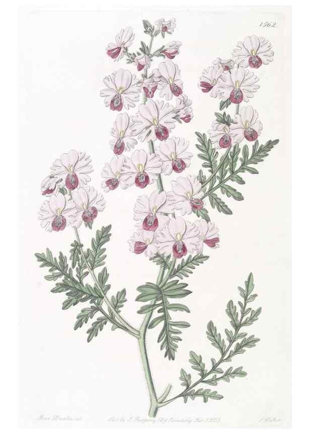 Reproducción/Reproduction 49825543067: Edwards's botanical register.. London :James Ridgway,1829-1847.. 