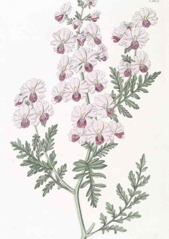 Reproducción/Reproduction 49825543067: Edwards's botanical register.. London :James Ridgway,1829-1847.. 