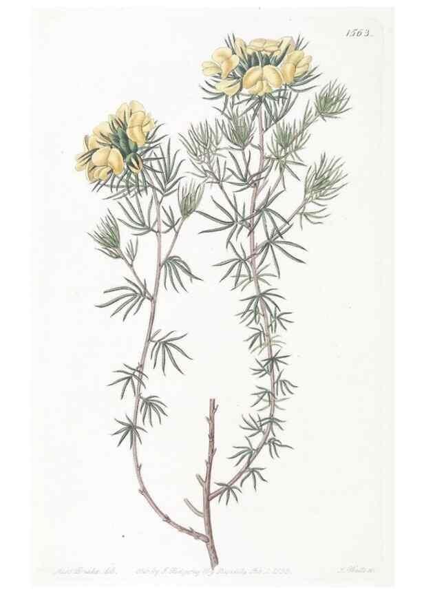 Reproducción/Reproduction 49824690023: Edwards's botanical register.. London :James Ridgway,1829-1847.. 