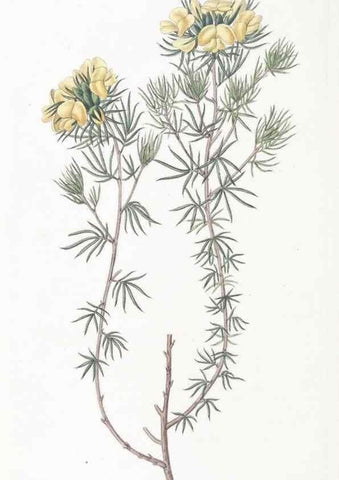 Reproducción/Reproduction 49824690023: Edwards's botanical register.. London :James Ridgway,1829-1847.. 